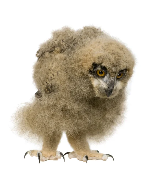 Eurasian Eagle Owl - Bubo bubo (6 weeks) — Stock Photo, Image