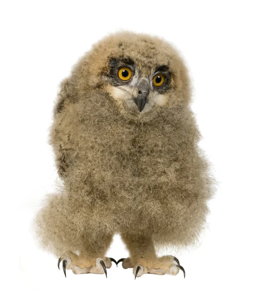 Eurasian Eagle Owl - Bubo bubo (6 weeks) — Stock Photo, Image