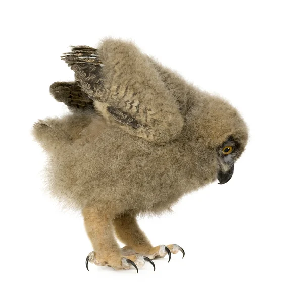 Euraasian kotkapöllö - Bubo bubo (6 viikkoa ) — kuvapankkivalokuva