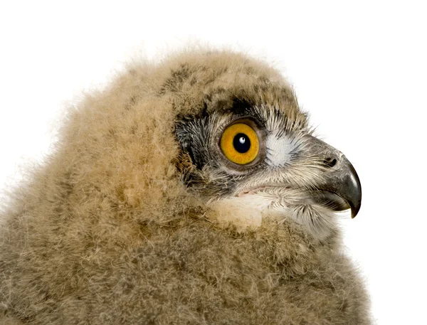 Búho águila euroasiática - Bubo bubo (6 semanas ) — Foto de Stock