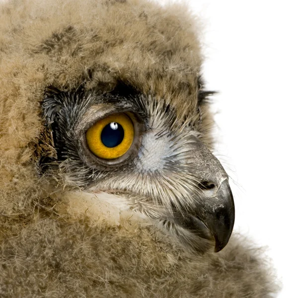Eurasian Eagle Owl - Bubo bubo (6 săptămâni ) — Fotografie, imagine de stoc