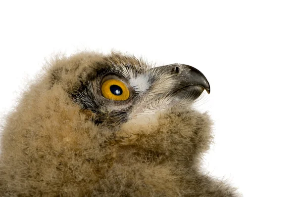 Búho águila euroasiática - Bubo bubo (6 semanas ) — Foto de Stock