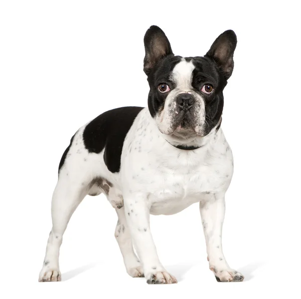 Bulldog francés (1 año ) — Foto de Stock