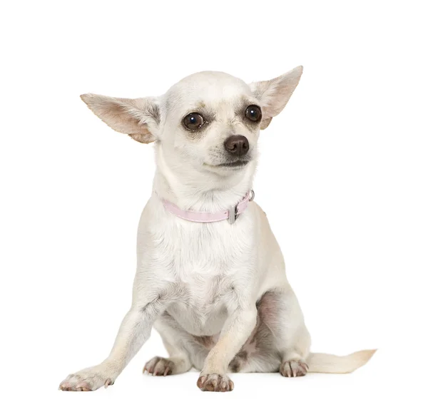 Chihuahua (1 Jahr)) — Stockfoto