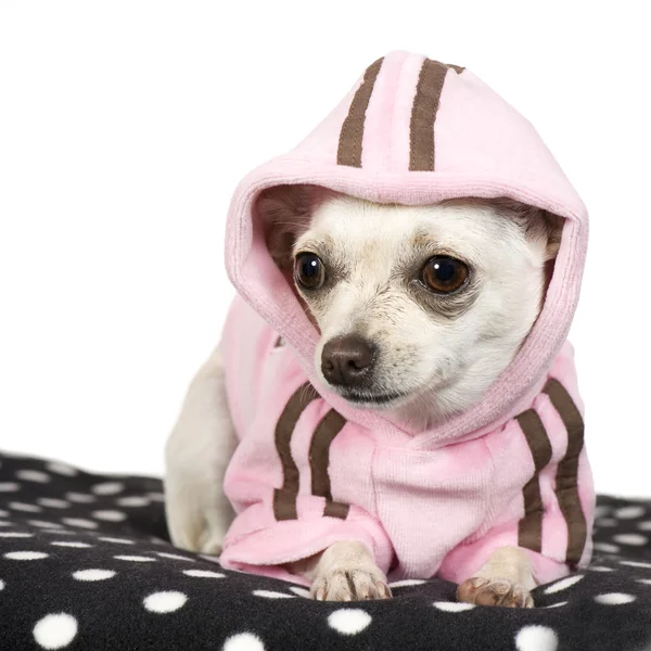 Chihuahua (1 év) — Stock Fotó