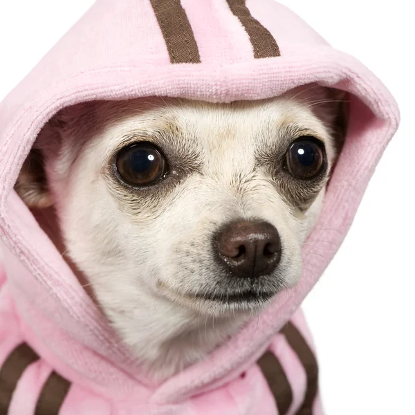 Chihuahua (1 år) — Stockfoto