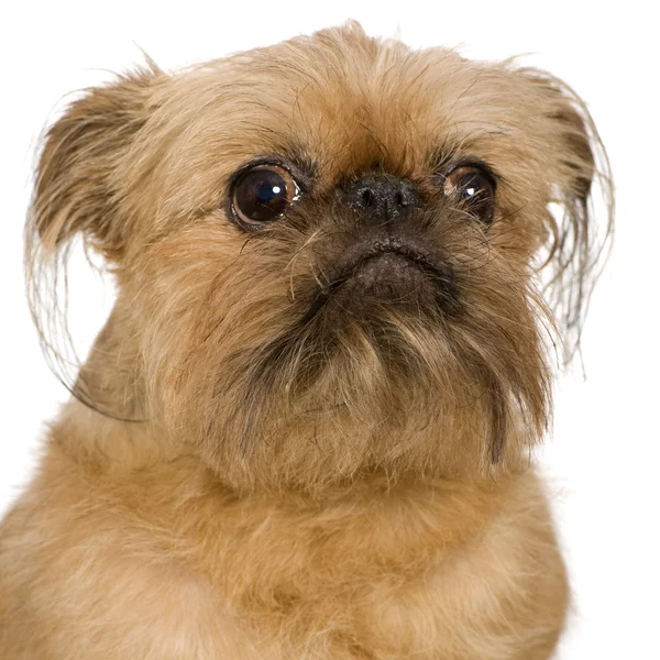 stock image Griffon Bruxellois (9 years)