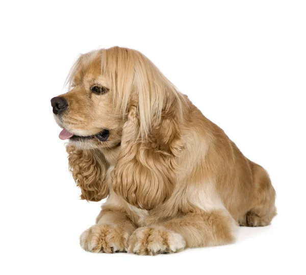 美国可卡犬 (3 年) — 图库照片
