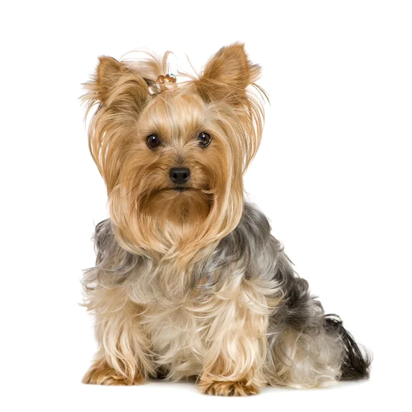 Yorkshire Terrier (2 ans ) — Photo