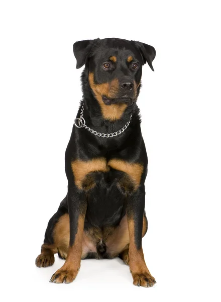 Rottweiler (1 év) — Stock Fotó
