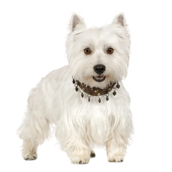 West Highland White Terrier (18 månader) — Stockfoto