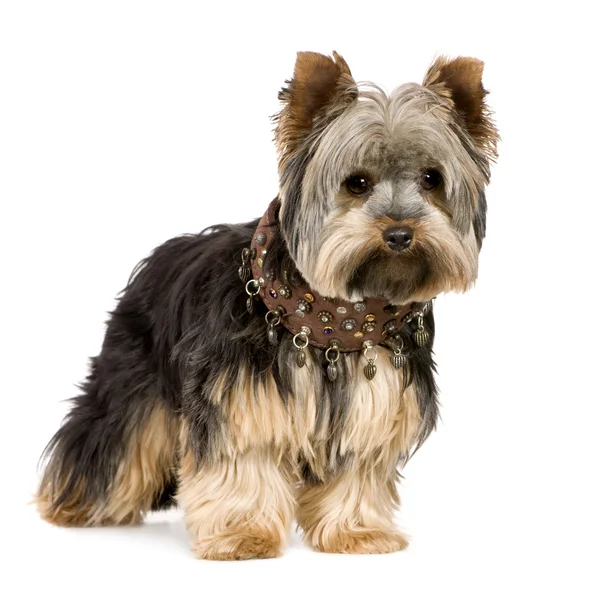 Yorkshire Terrier (1 year) — Stock Photo, Image