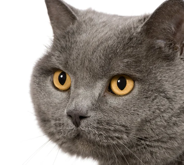 Chartreux (7 years) — Stock Photo, Image