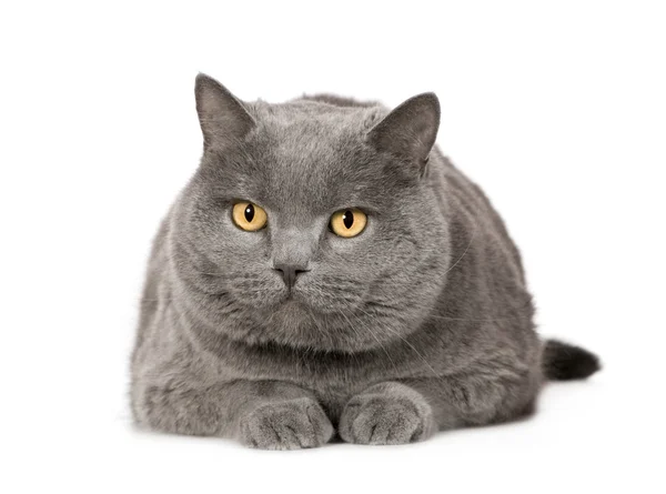 Chartreux (7 Jahre)) — Stockfoto