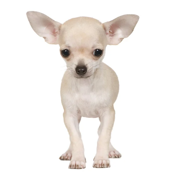 Chihuahua (3 månader) — Stockfoto
