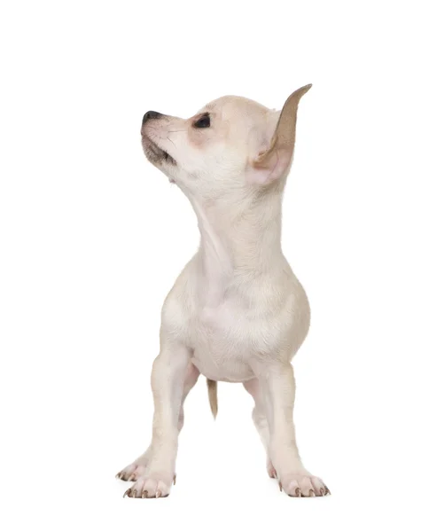 Chihuahua (3 måneder) ) – stockfoto