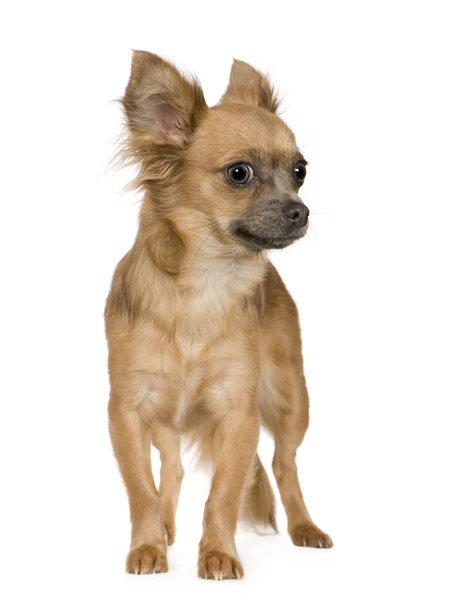 Chihuahua (18 měsíců) — Stock fotografie