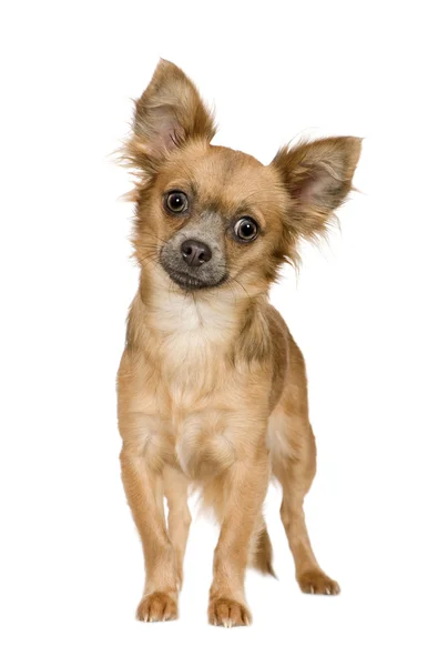 Chihuahua (18 ay) — Stok fotoğraf