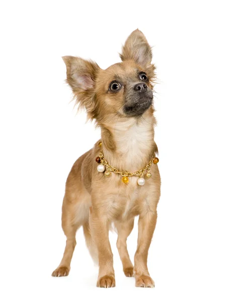Chihuahua (18 maanden) — Stockfoto