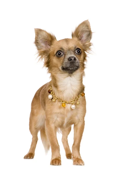 Chihuahua (18 miesięcy) — Zdjęcie stockowe