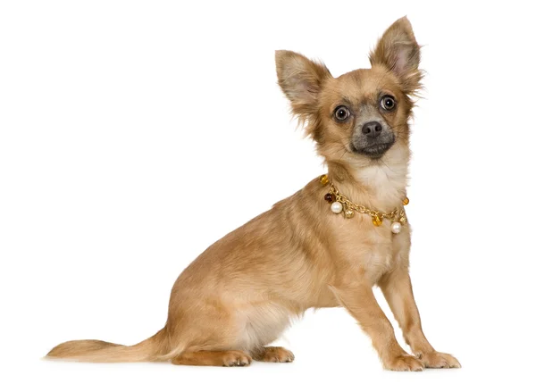 Chihuahua (18 месяцев ) — стоковое фото