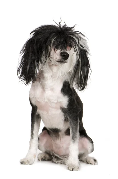 Perro cresta chino - Powderpuff (4 años ) — Foto de Stock
