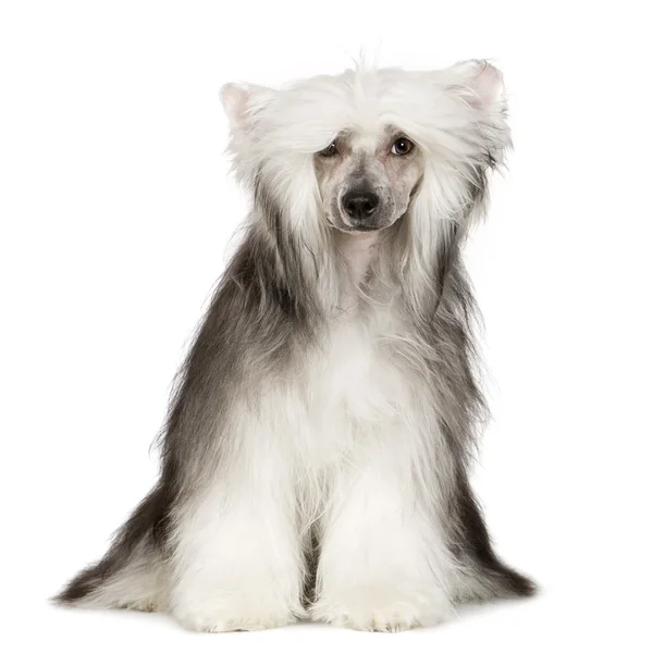 Kinesisk Crested Dog - Pulverpuff — Stockfoto