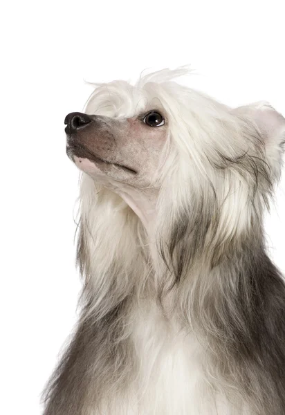 Crested Dog chinezesc Powderpuff — Fotografie, imagine de stoc