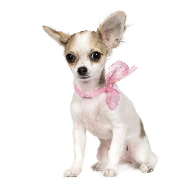 Chihuahua (18 semanas ) — Fotografia de Stock