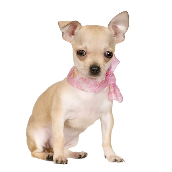 Chihuahua (3 měsíce) — Stock fotografie