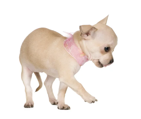Chihuahua (3 månader) — Stockfoto