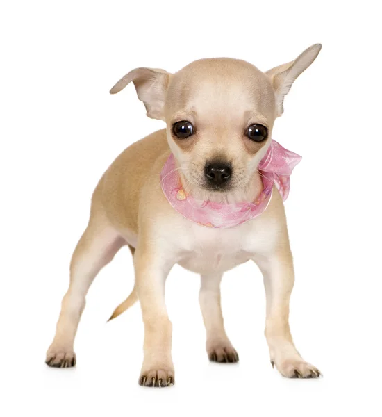 Chihuahua (3 meses ) — Foto de Stock