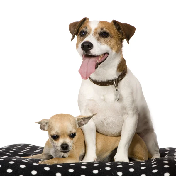 Chihuahua (11 mesi) e un jack russel (4 anni ) — Foto Stock