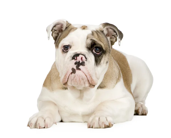 Engelsk bulldogg (5 månader) — Stockfoto