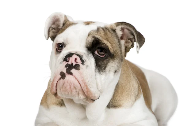 Engelsk bulldogg (5 månader) — Stockfoto