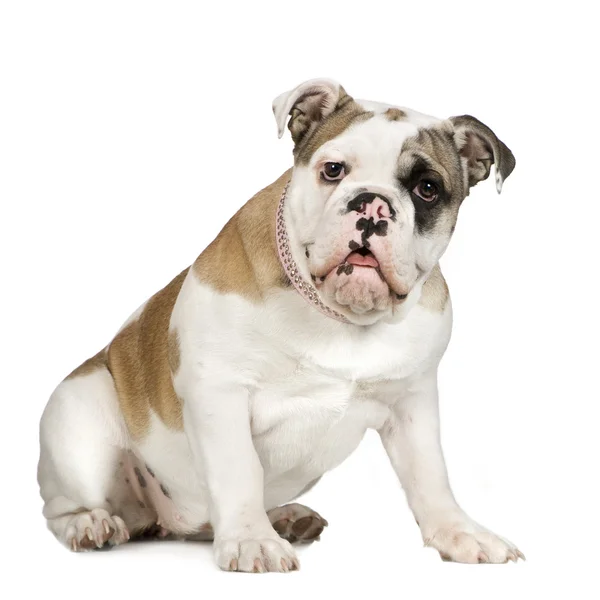 Engelsk bulldog (5 måneder ) – stockfoto