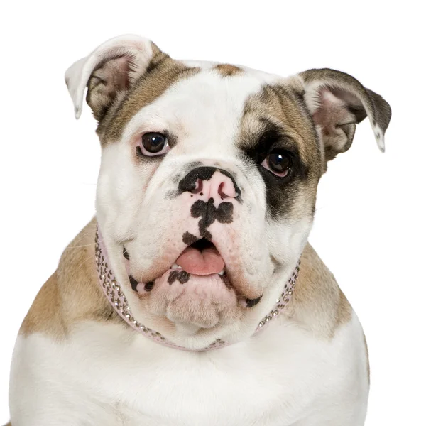 Bulldog Inglês (5 meses ) — Fotografia de Stock