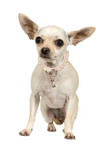 Chihuahua (2 anni ) — Foto Stock
