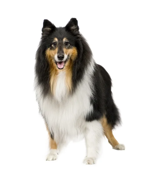 Rough Collie (9 years) — Stock Photo, Image