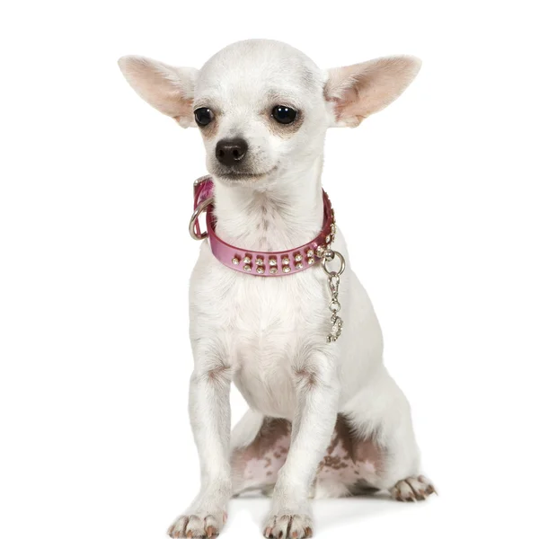 Chihuahua (6 ay) — Stok fotoğraf