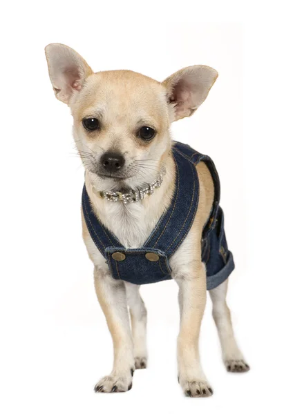 Chihuahua (2 roky) — Stock fotografie