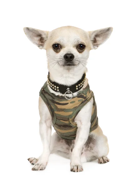 Chihuahua (6 mesi ) — Foto Stock