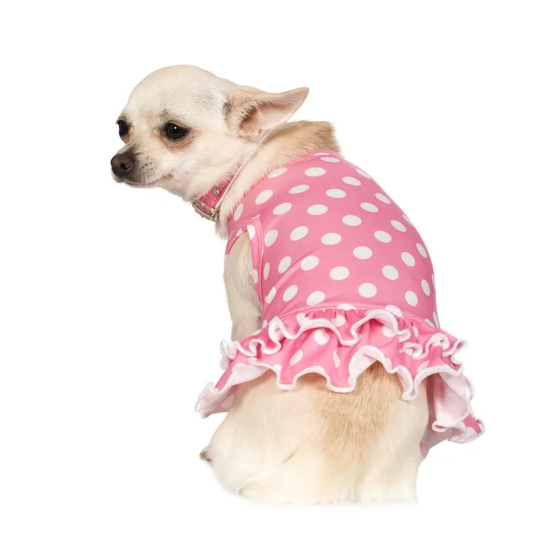 Chihuahua (2 years) — Stock Photo, Image