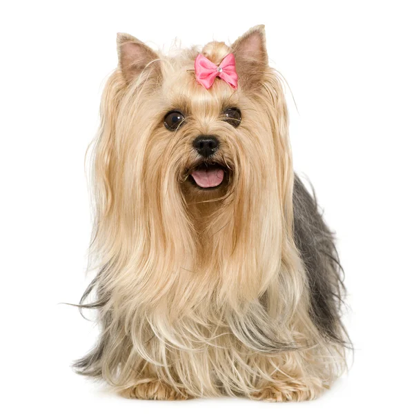 Yorkshire Terrier (6 ans ) — Photo