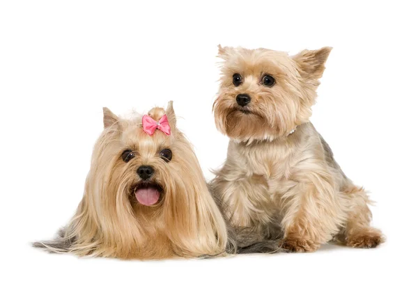 Paar von yorkshire Terrier — Stockfoto