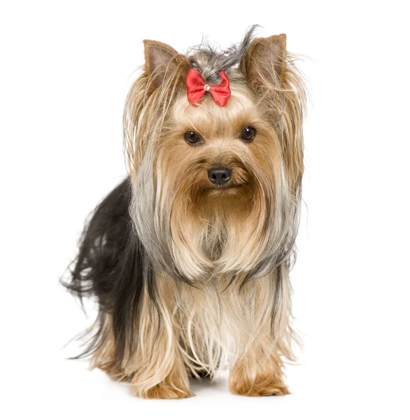 Yorkshire Terrier (15 months) — Stock Photo, Image