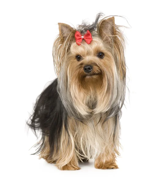 Yorkshire Terrier (15 months) — Stock Photo, Image