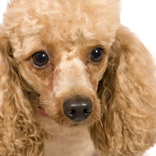 Fino köpeği (3 yıl) — Stok fotoğraf