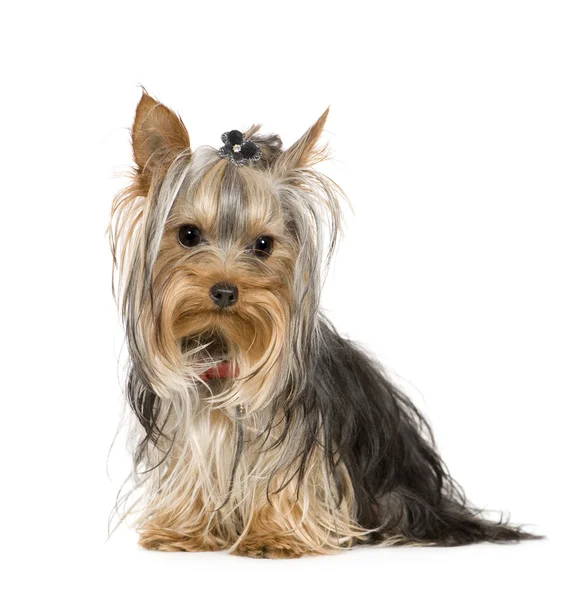 Yorkshire Terrier (10 months) — Stock Photo, Image