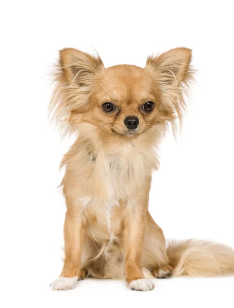 Chihuahua (1 año) ) — Foto de Stock
